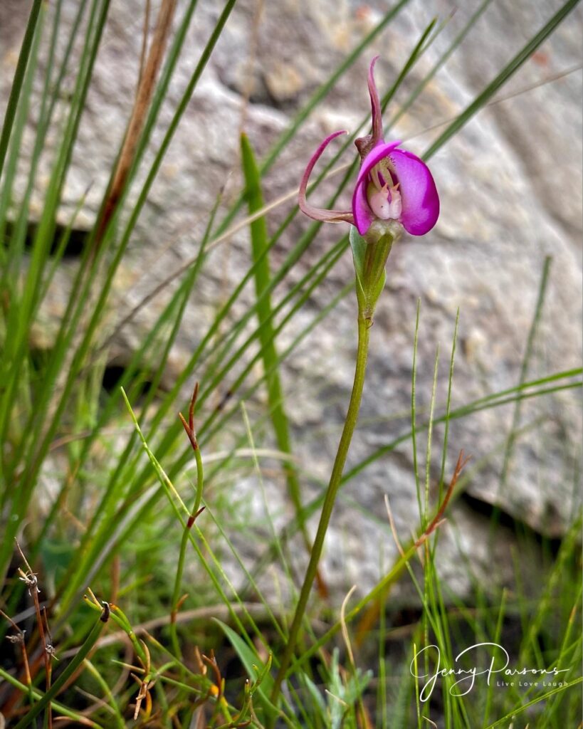 DisperiscCapensis02.jpg