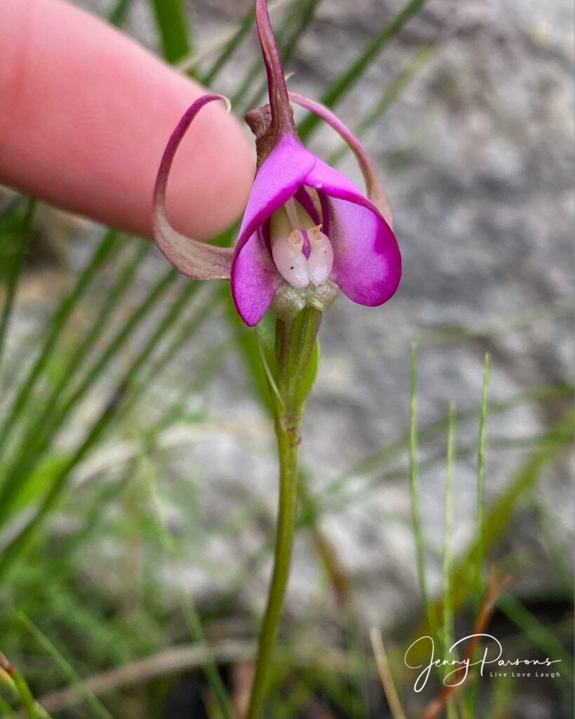 DisperiscCapensis03.jpg