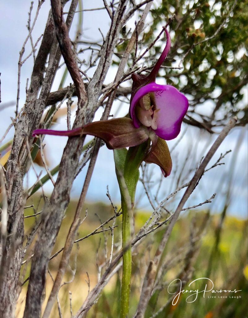 DisperiscCapensis05-scaled-1.jpg
