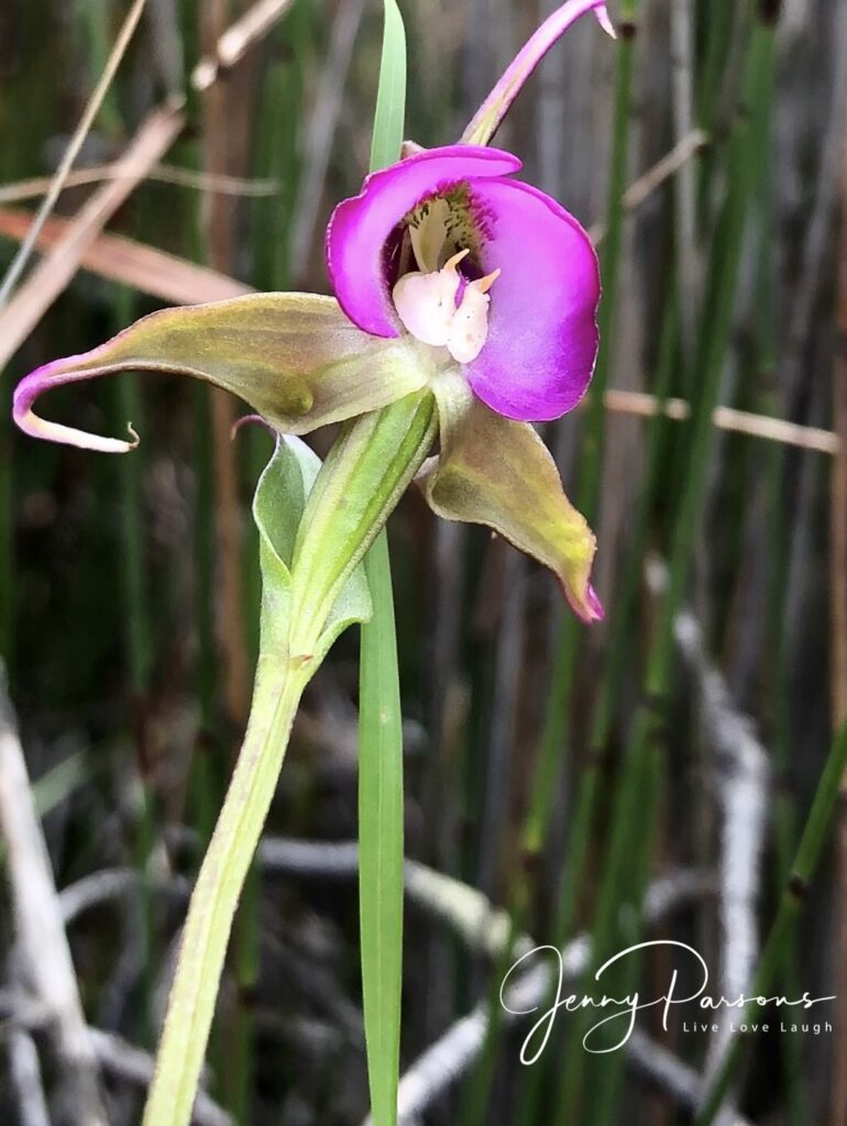 DisperiscCapensis06.jpg